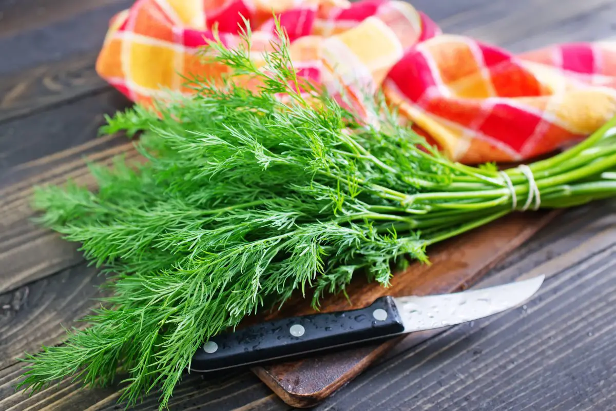 How to harvest dill