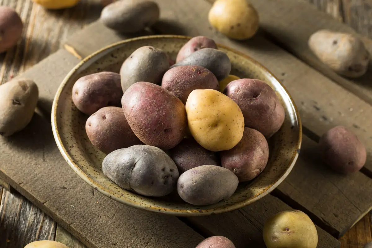 Raw Organic Rainbow Baby Potatoes in a Bowl