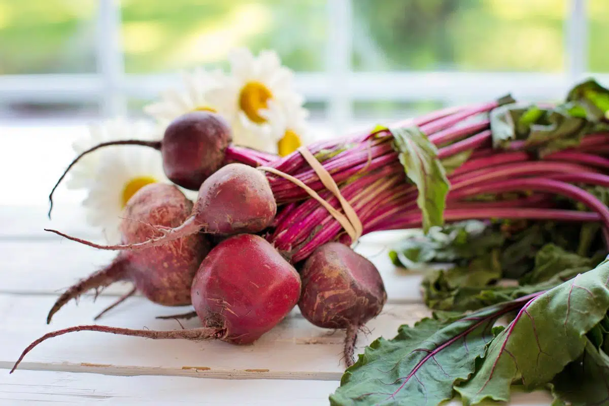 when to harvest beets